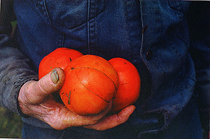 Beverly Farber Kaye - "Woodbury Farmer"